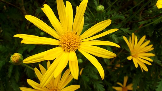 Flowers margaritas wild photo