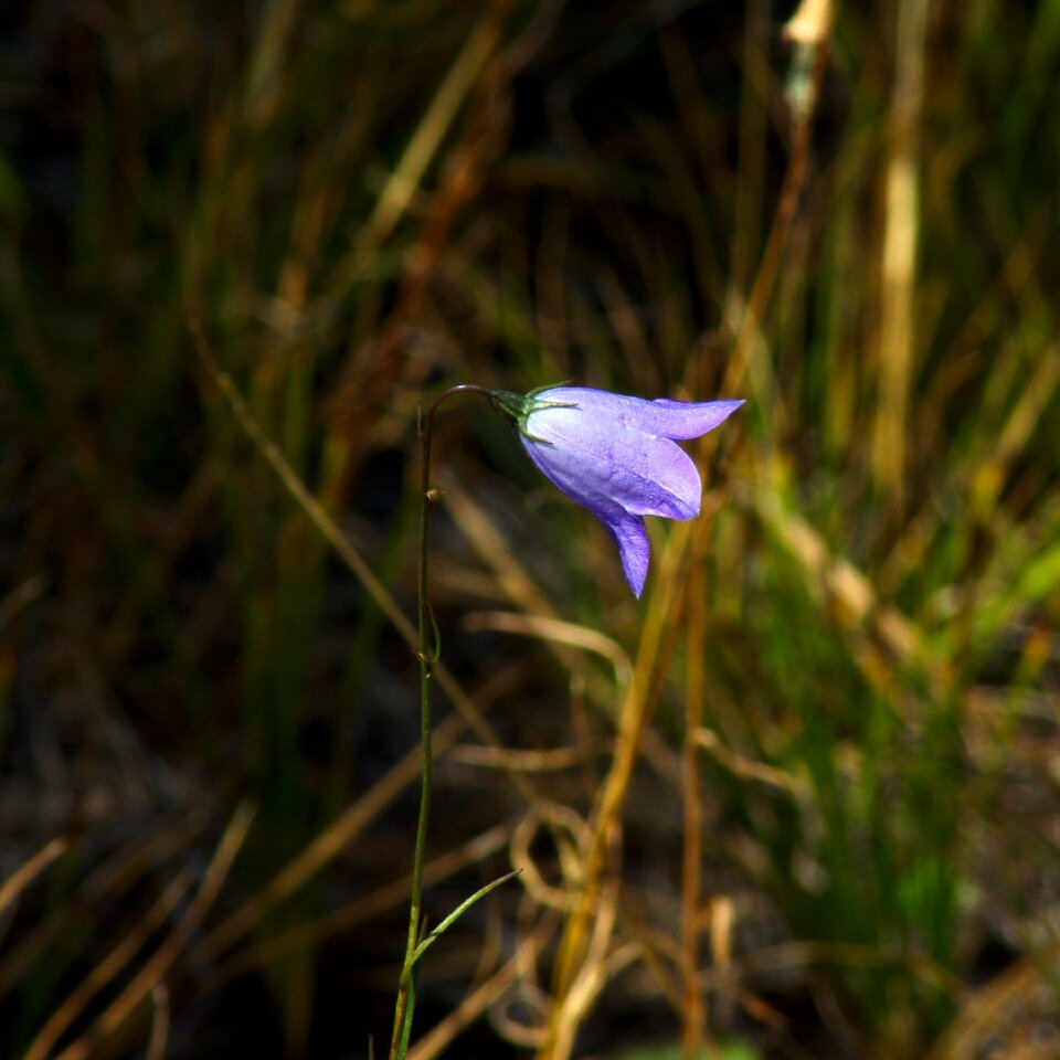 Bloom nature blossom