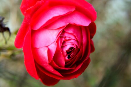 Plants flora romance photo