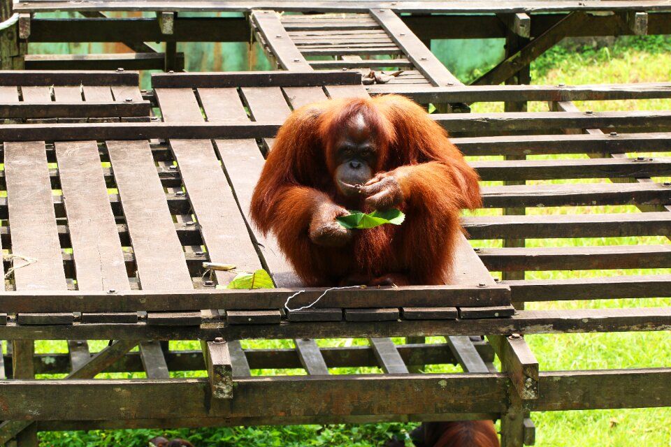 Primate rainforest photo