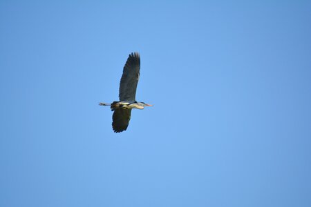 Birds reserve torrile natural parks