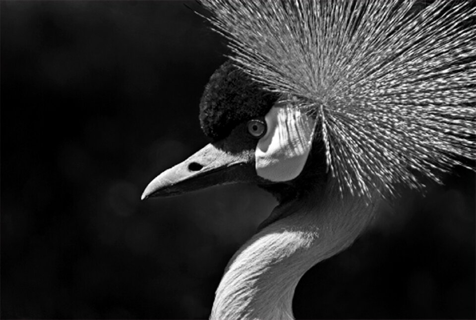 Plumage animal world head