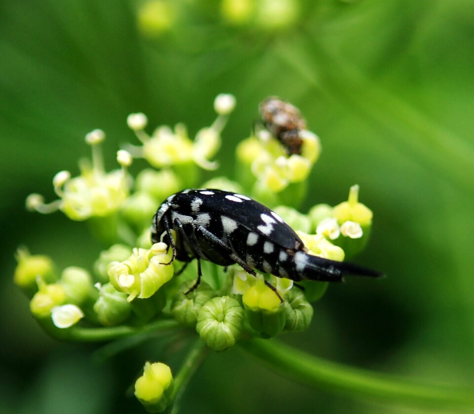 Beetle garden nature