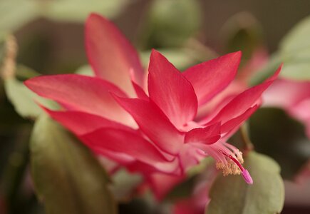 Flora red macro photo