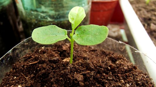 Seedlings plant tropical