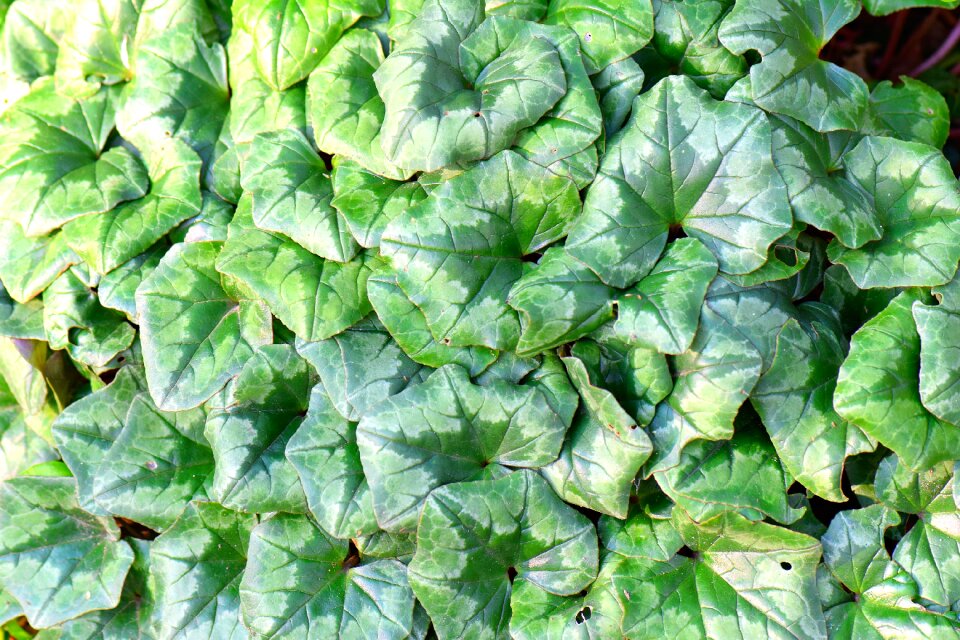 Foliage leaves plant