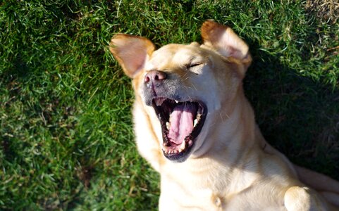 Laughing pet animal portrait photo