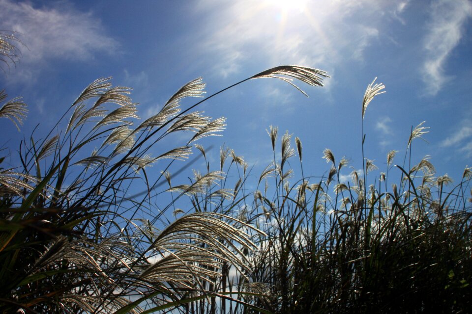 Silver grass reeds reed beds