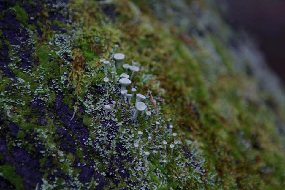 Forest poland wild