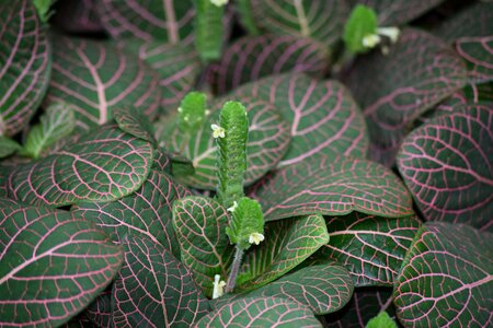 Nature green garden