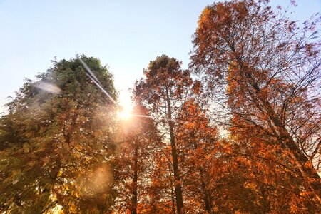 Landscape green leaves photo