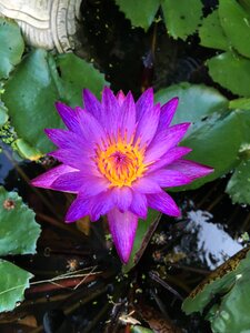 Plants aquatic wallpaper