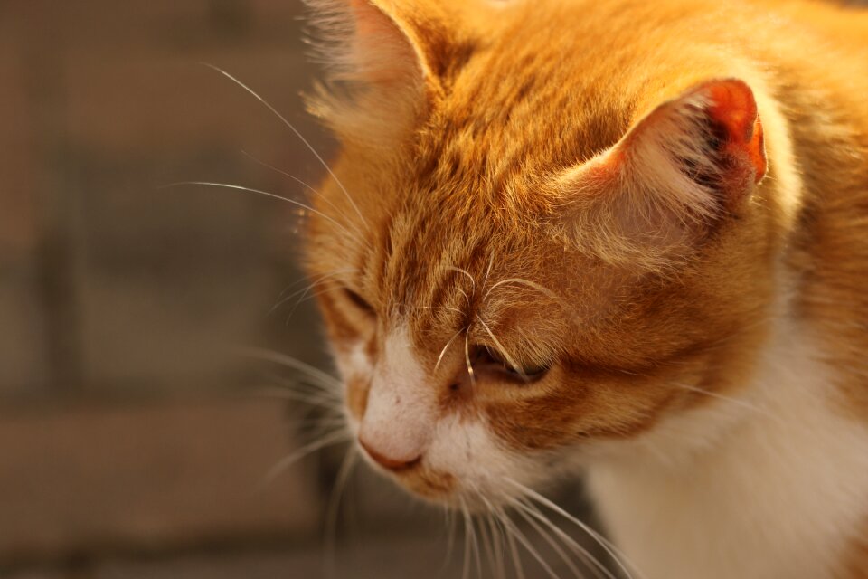 Portrait whiskers