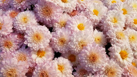 Asteraceae garden flora