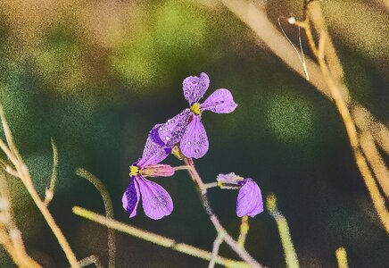 Purple violet leaves photo
