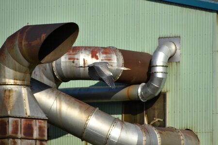 Pipe chimney bird