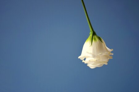 Solid beautiful plant