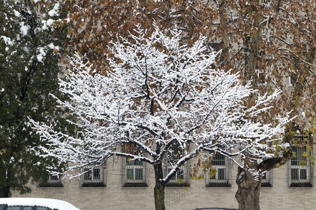 Nature white scenery