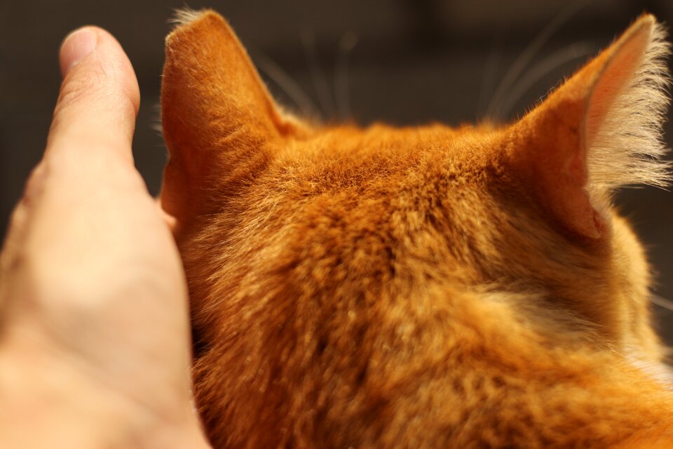 Touch caring brown care