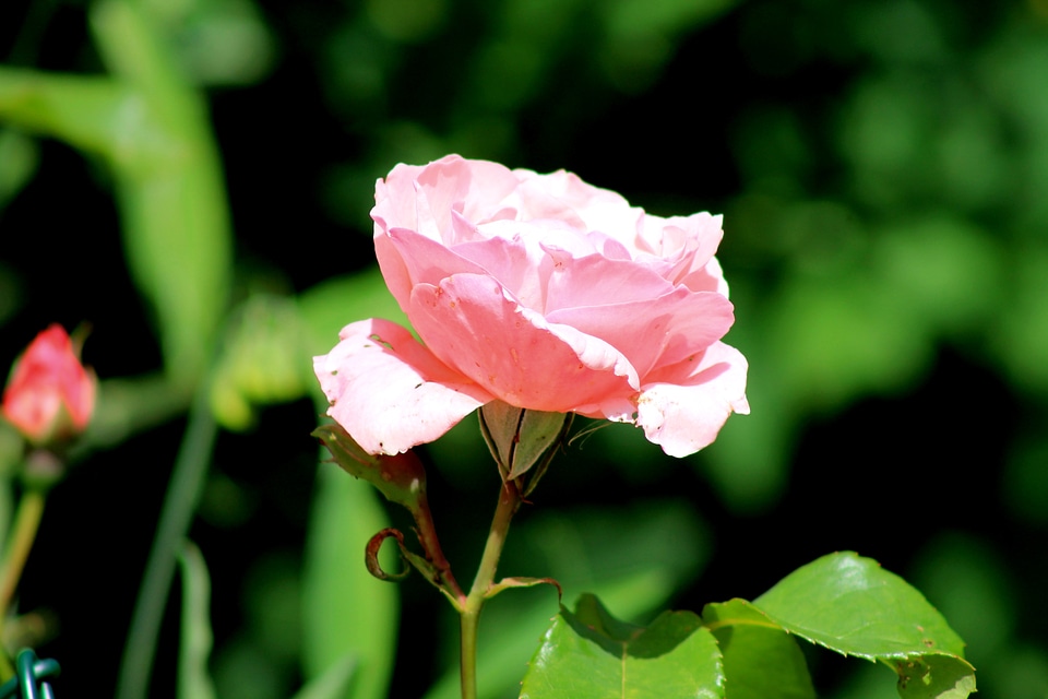 Plant large flowers nature