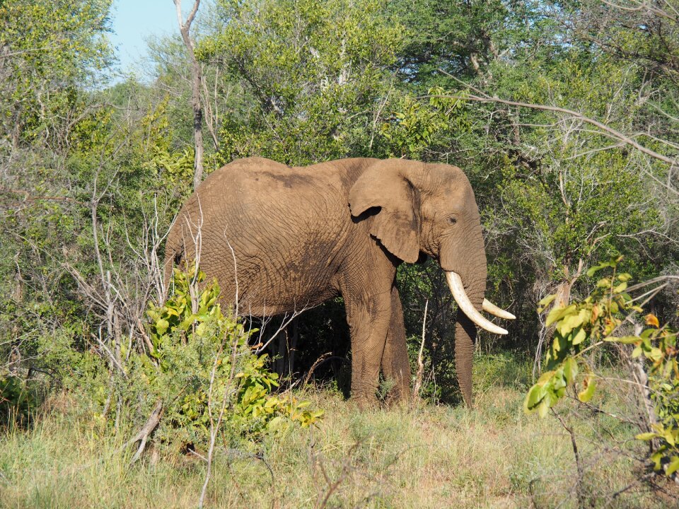 National park wilderness animal