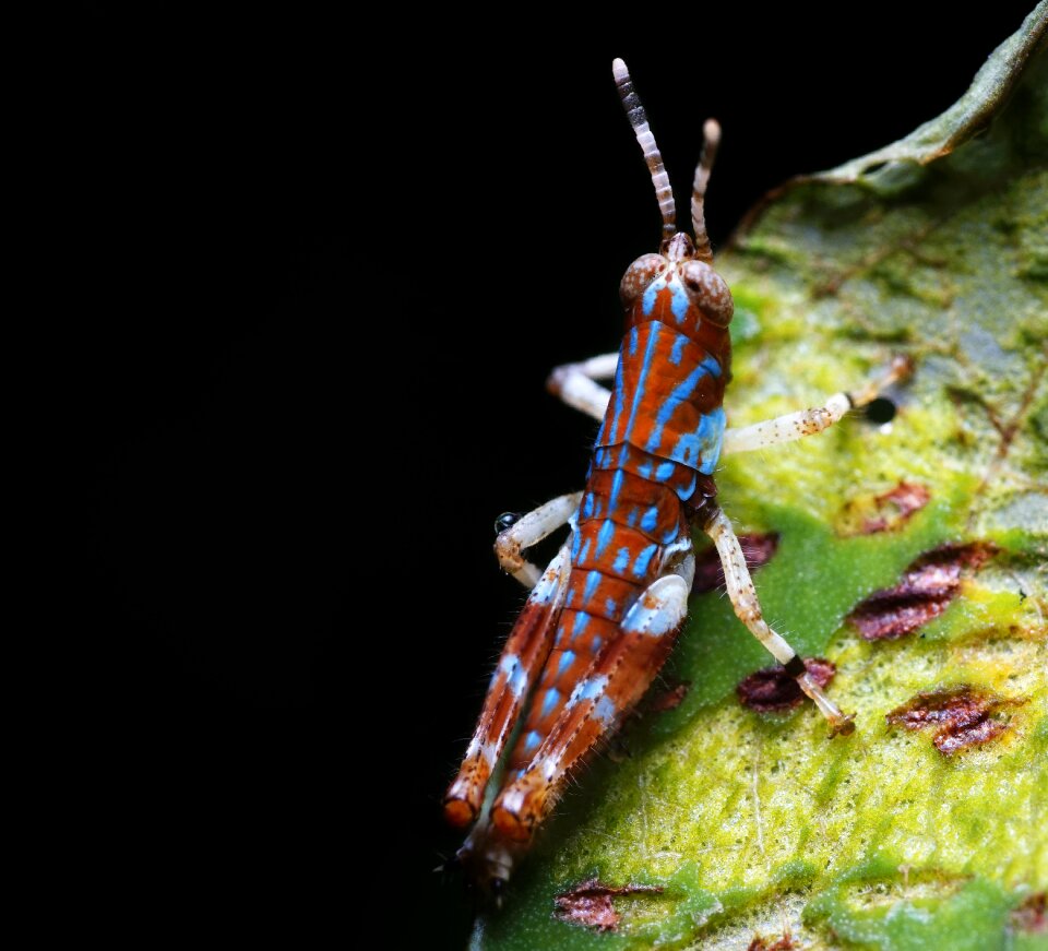 Insect flower nature photo