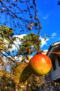 Garden blue apple