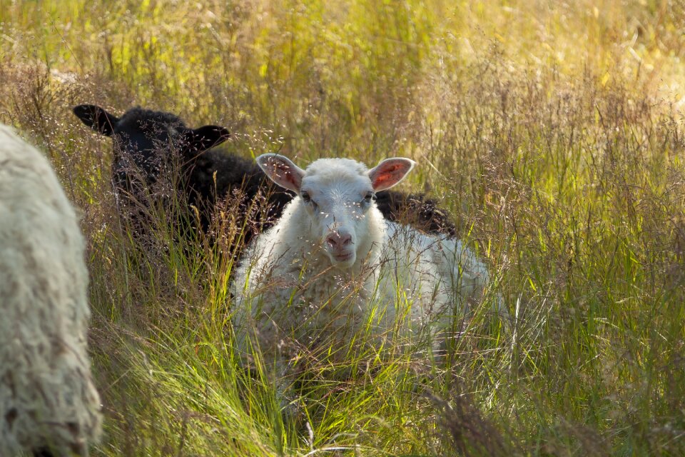 Cattle the sheep wool