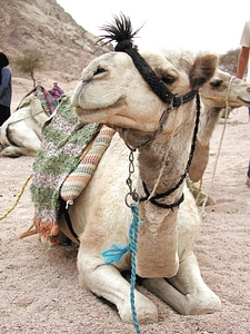 Animals dromedary egypt