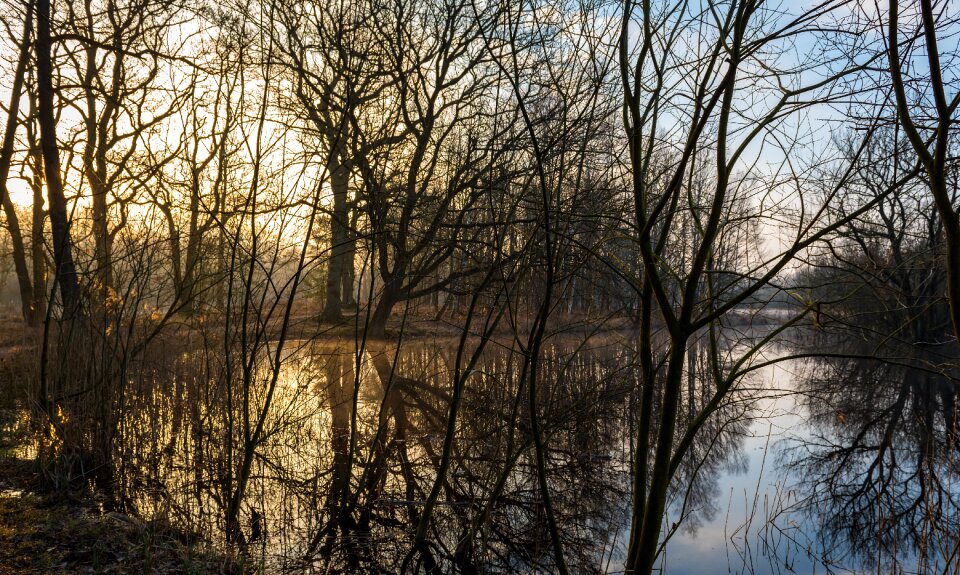 Mirroring sun trees photo