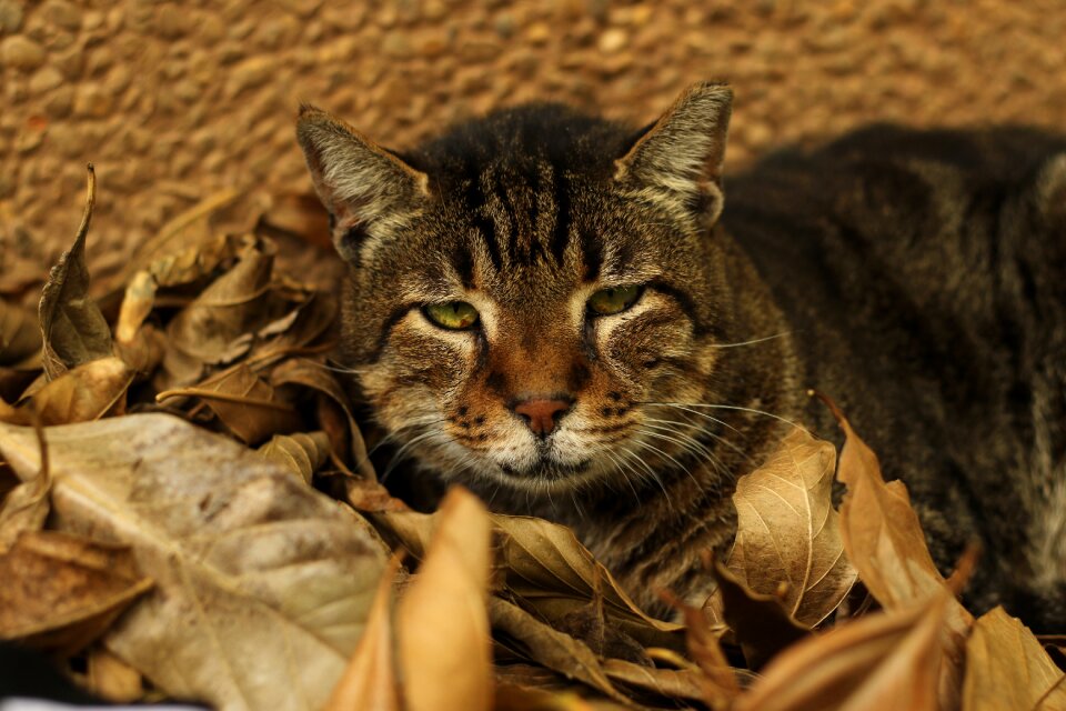 Close up green eyes