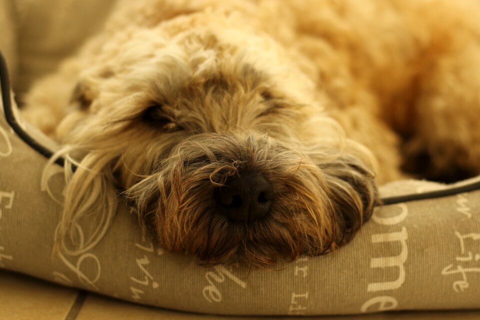Close up resting nose