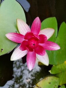 Water lily pond garden photo