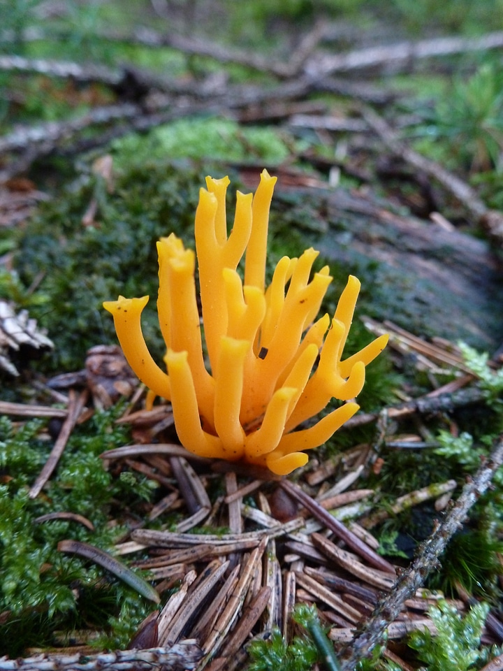 Yellow autumn forest floor