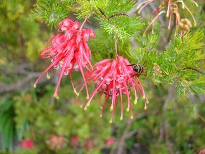 Flower bee