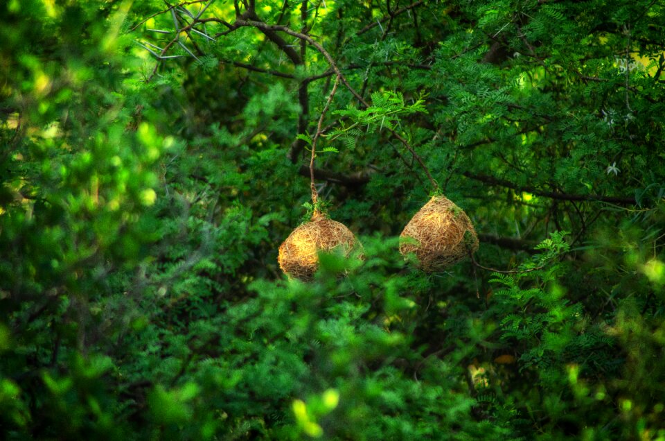 Nest wildlife nature