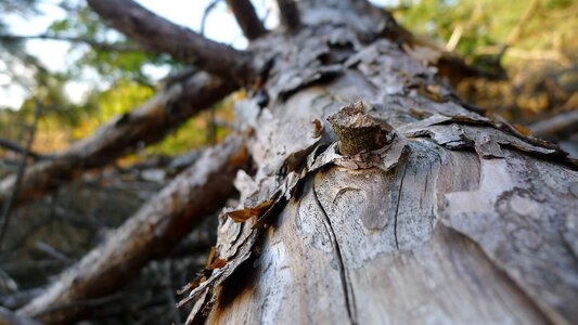 Texture wood nature photo