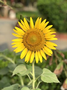 Yellow flower smiling flower