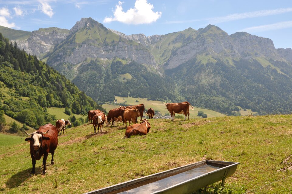 Mountain meadow mountain meadow