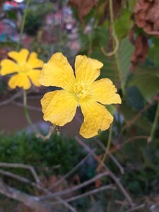 Nature blossom summer