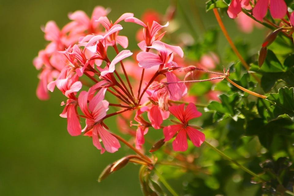 Nature flower floral