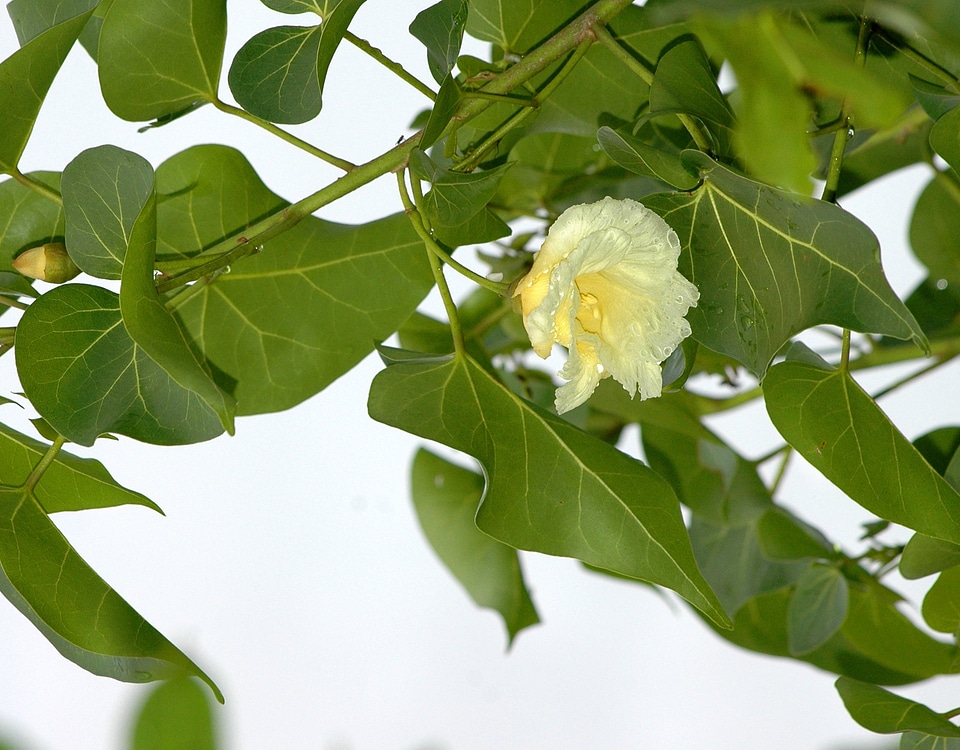 Tropical leaf blossom