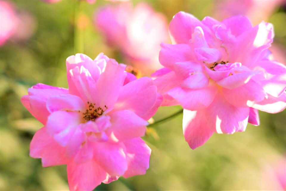 Love pink romance
