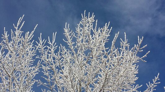 Tree frozen wintry