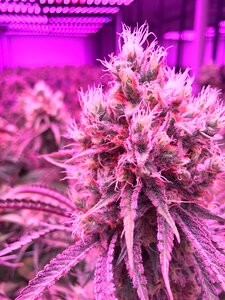 Weed marijuana