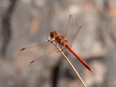 Detail winged insect annulata trithemis