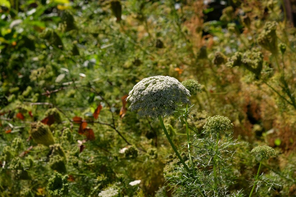 Bloom nature garden september