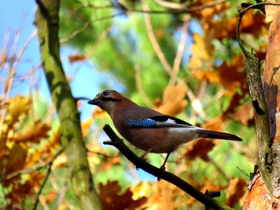 Forest beak ornithologist