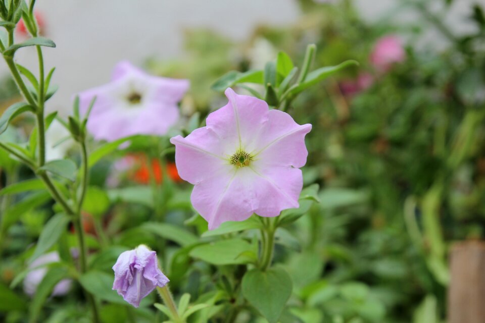 Flower nature purple flowers