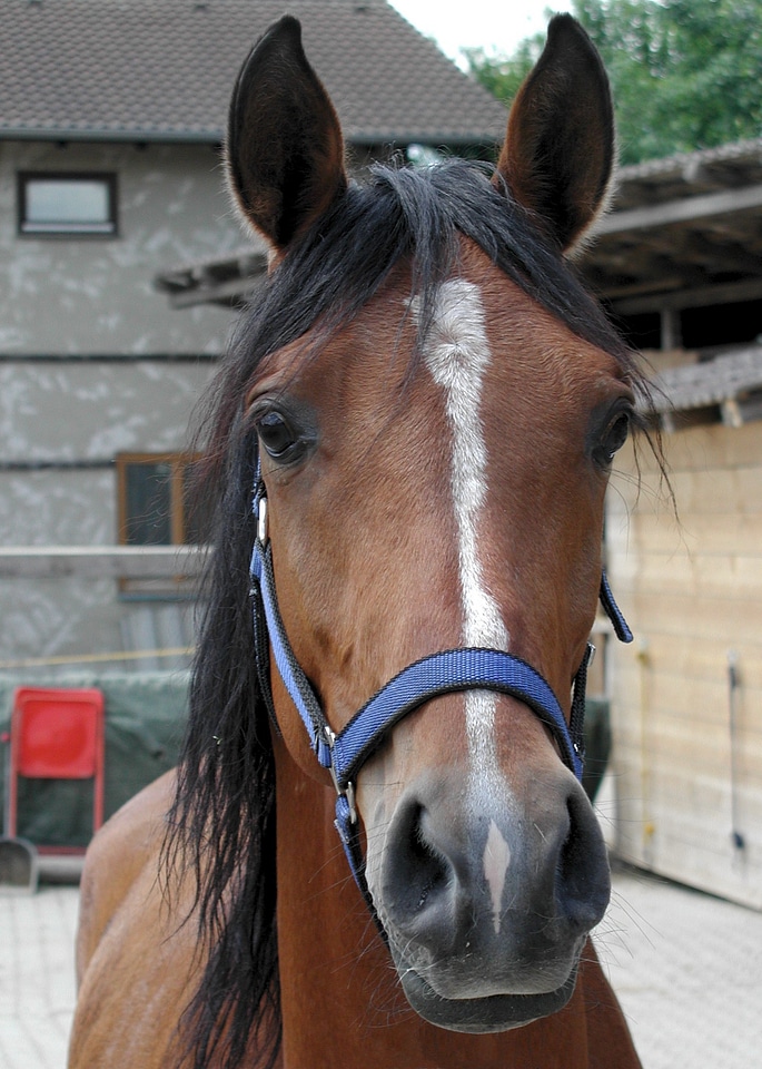 Arabs horse head animal